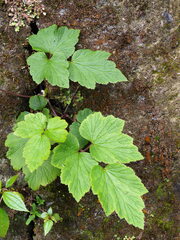 Eriocapitella vitifolia, photograph 葉子, CC0, iNaturalist via GBIF