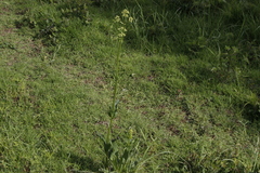 Valeriana edulis procera