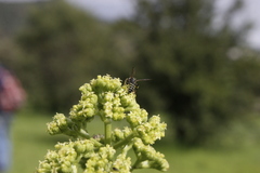 Valeriana edulis procera