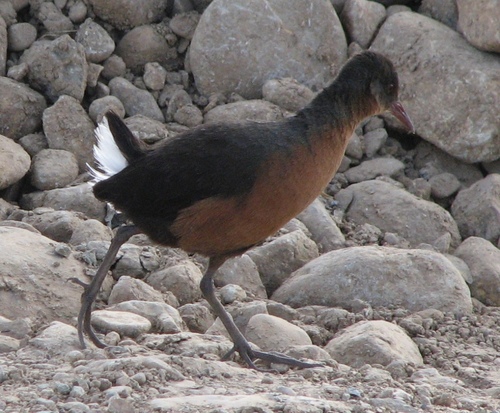 Rouget's Rail (Rougetius rougetii), photo 6