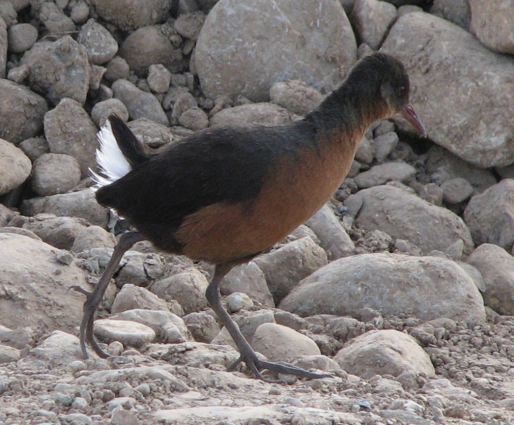 Rouget's Rail illustration