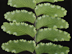Adiantum fulvum