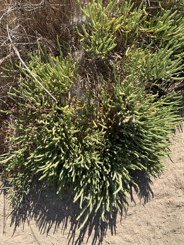 iNaturalist observation photo of Salicornieae