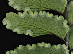 Adiantum fulvum