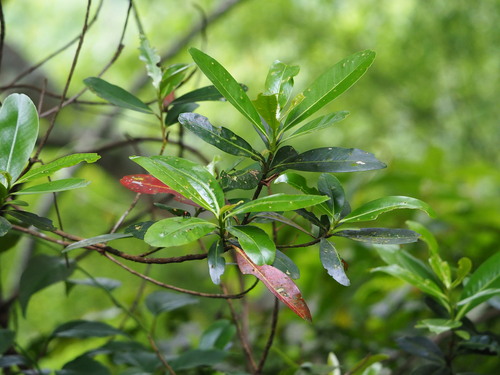 Polyspora axillaris