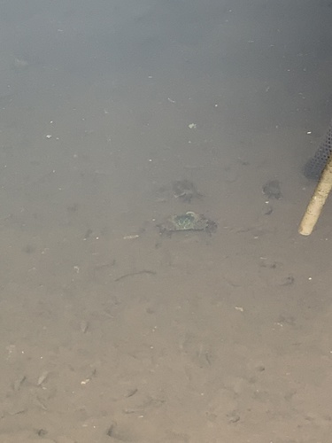 iNaturalist observation photo of Striped Shore Crab