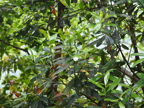 Polyspora axillaris