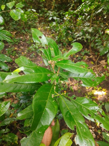 Cola octoloboides
