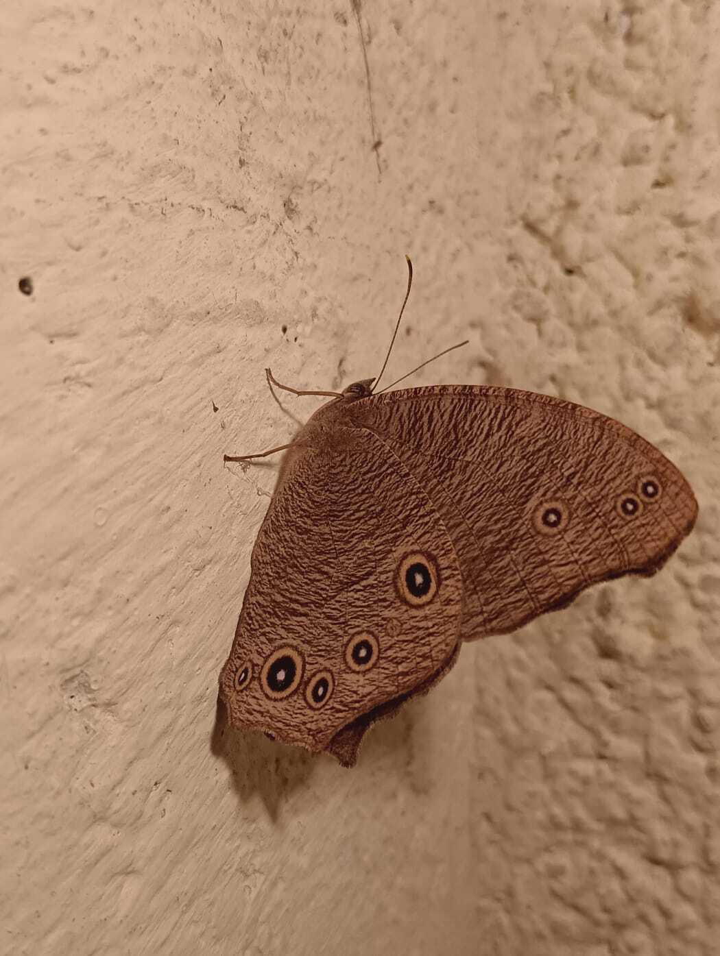 Common Evening Brown