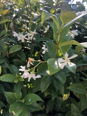 Trachelospermum