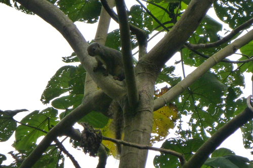 Ruwenzori Sun Squirrel