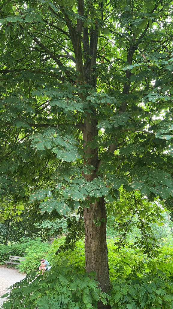 horse-chestnut