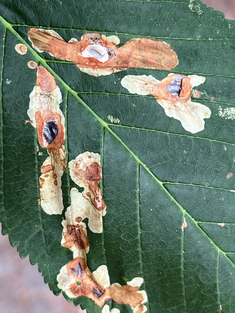 horse-chestnut