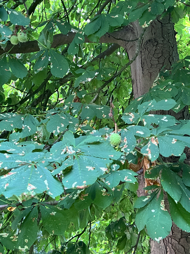 horse-chestnut