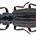 Elongate Water Scavenger Beetles - Photo (c) Udo Schmidt, some rights reserved (CC BY-SA)
