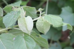 Physalis heterophylla