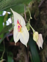 Lepanthes nicolasii