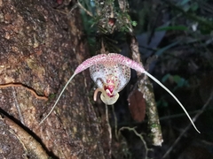 Scaphosepalum swertiifolium