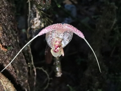 Scaphosepalum swertiifolium