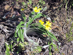 Hypoxis stellipilis