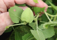 Physalis heterophylla
