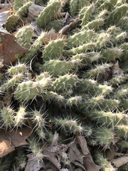 Opuntia × columbiana