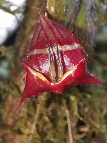 Lepanthes felis