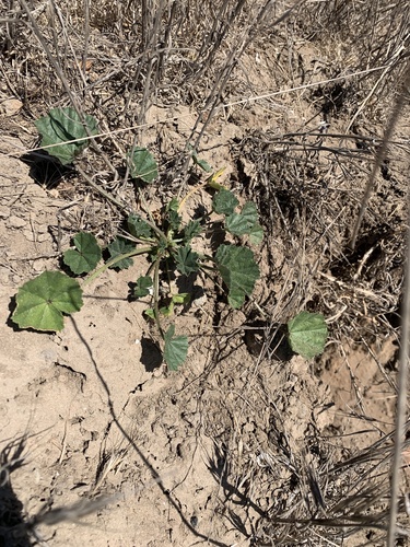 iNaturalist observation photo of Mallows