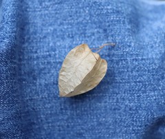 Physalis heterophylla