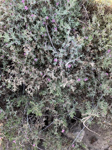 iNaturalist observation photo of Sea Heaths