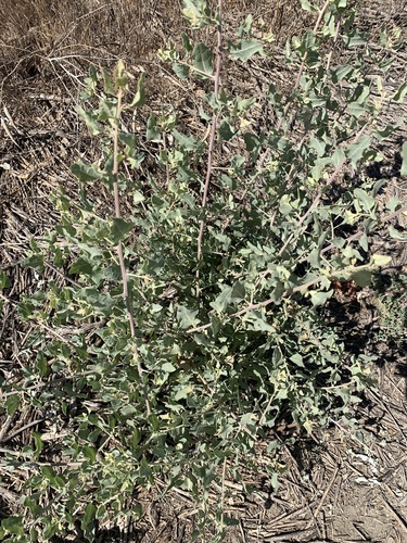 iNaturalist observation photo of big saltbush