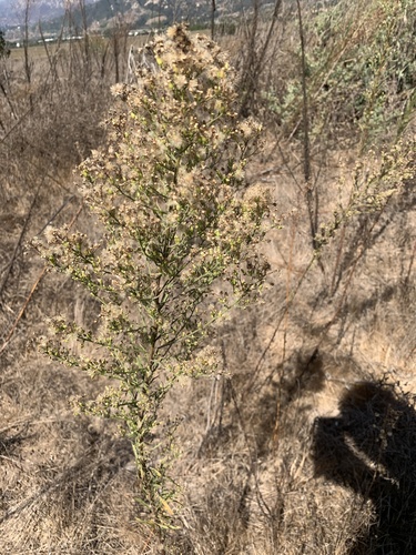 iNaturalist observation photo of Asteroideae