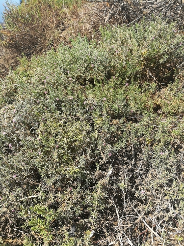 iNaturalist observation photo of Dicots