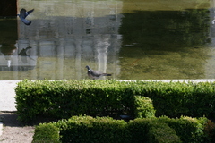 Columba palumbus
