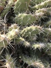 Opuntia × columbiana