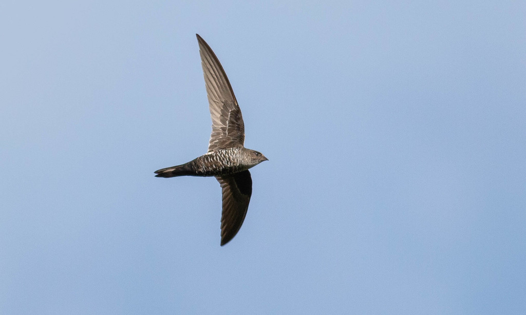 Cook's Swift photo