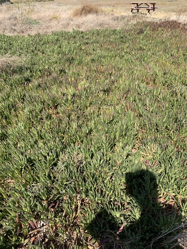 iNaturalist observation photo of sea figs