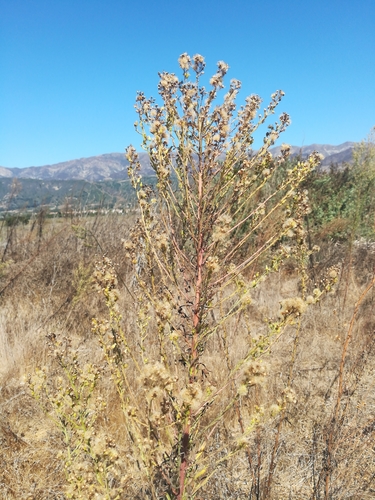 iNaturalist observation photo of Asteroideae