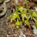 Drymoanthus flavus - Photo (c) mattward, μερικά δικαιώματα διατηρούνται (CC BY-NC), uploaded by mattward