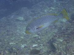 Plectorhinchus lineatus