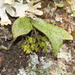 Drymoanthus flavus - Photo (c) mattward,  זכויות יוצרים חלקיות (CC BY-NC), uploaded by mattward