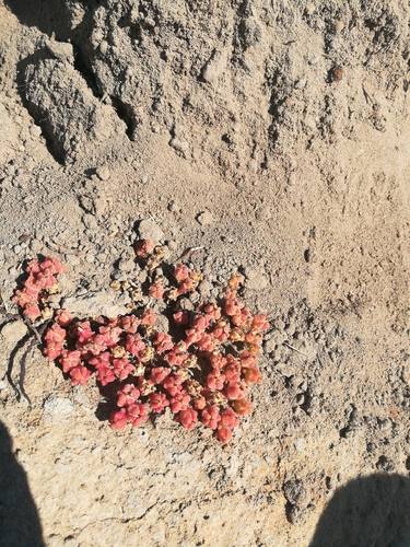 iNaturalist observation photo of Slender Iceplant