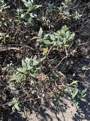 Helianthus californicus