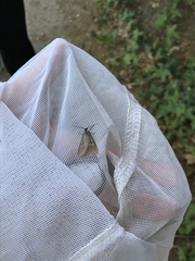 Phryganidia californica