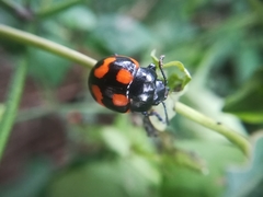 Labidomera suturella