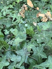 Phryganidia californica