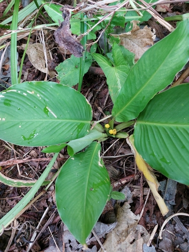 Goeppertia panamensis (Goeppertia panamensis)
