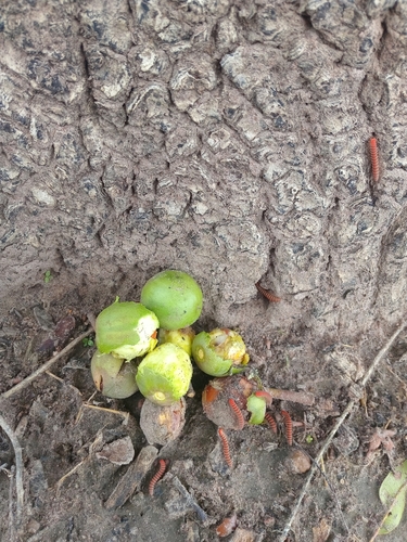 Shea Tree