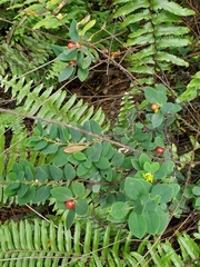 Wikstroemia phillyreifolia