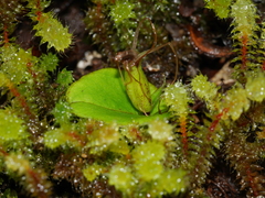 Corybas dienemus
